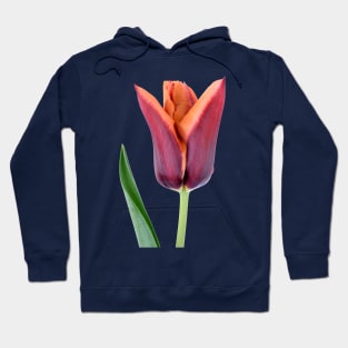 Tulipa  &#39;Slawa&#39;  Triumph Tulip Hoodie